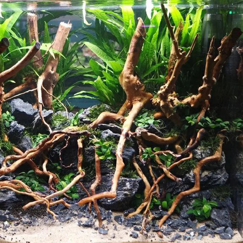 Aquarium with decorative roots and rocks