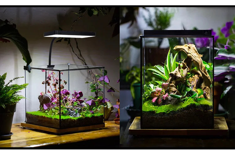 Two views of a terrarium with plants and a lamp on a wooden surface.
