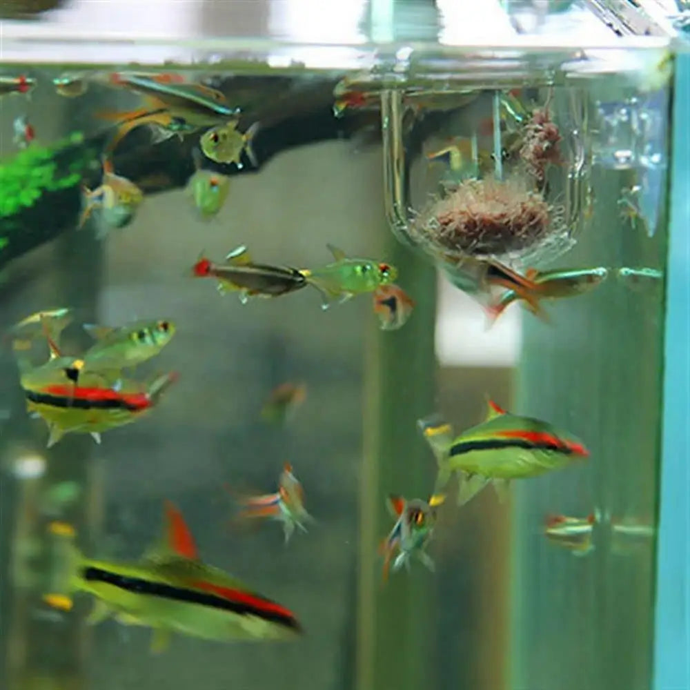 Colorful fish swimming in an aquarium with a nest of plants.