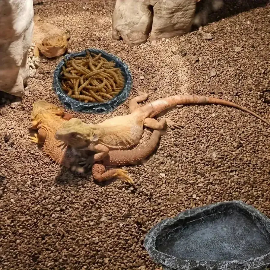 Lizard in a terrarium with food and water bowls