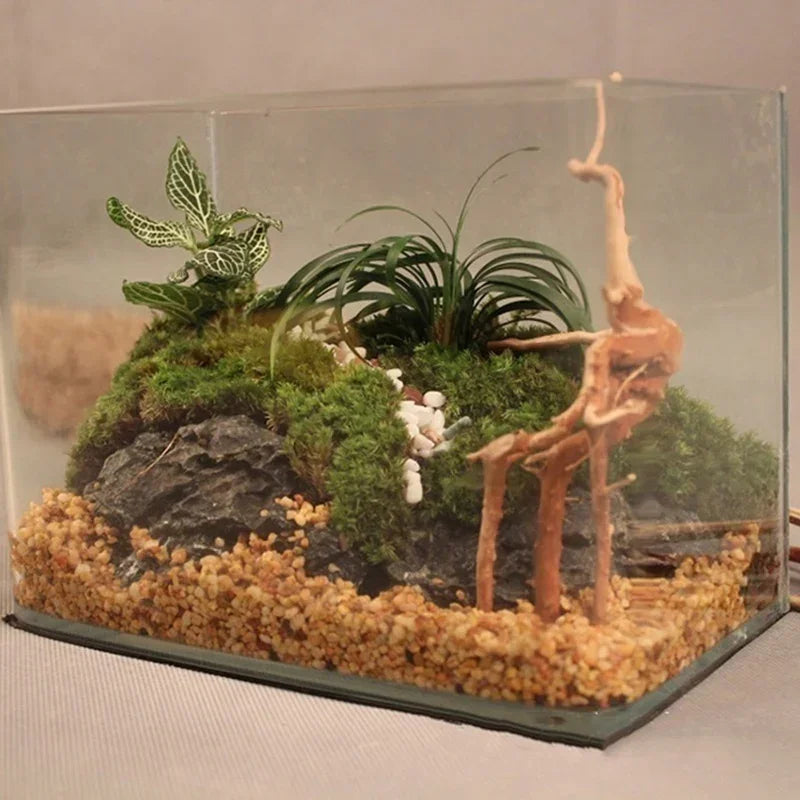 Terrarium with plants, rocks, and driftwood on a neutral background