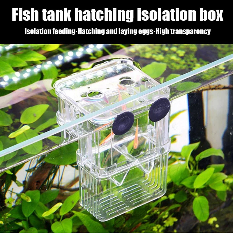 Clear fish tank hatching isolation box with green plants in the background