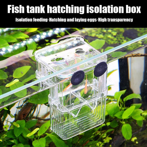 Clear fish tank hatching isolation box with green plants in the background