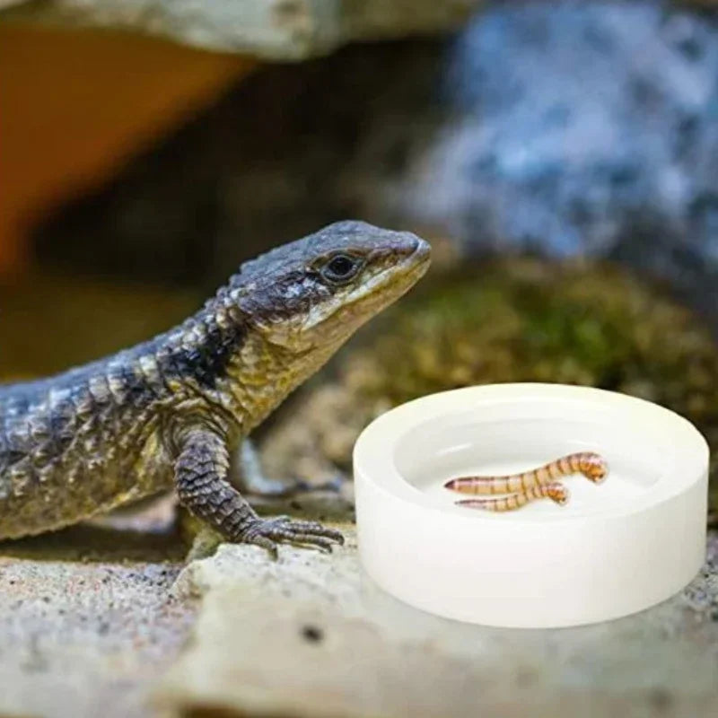 Lizard next to a small white container with a worm on a natural background