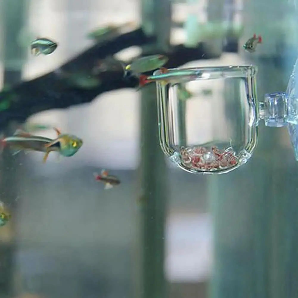 Clear glass fish feeder with small fish around it in an aquarium setting