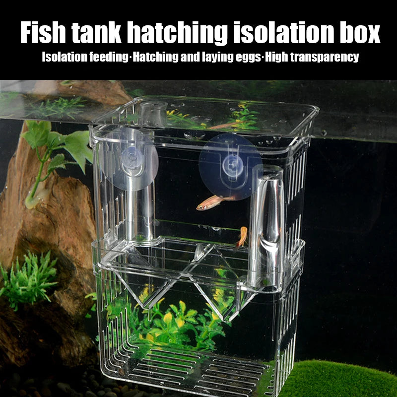 Fish tank hatching isolation box with fish inside on a dark background