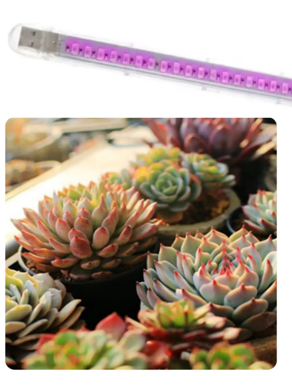 USB light bulb on succulent plants