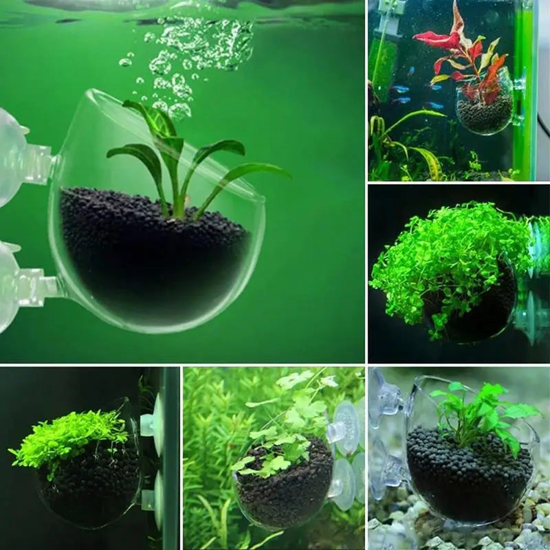 Collage of images showing an aquarium plant growing in a transparent sphere with soil.