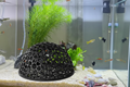 Shrimp Cave - Clean Lifestyle
